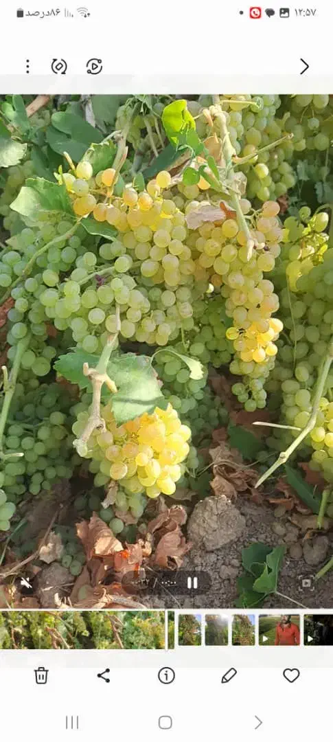 با کمترین هزینه بهترین باغ بخر|فروش دفتر صنعتی، کشاورزی، تجاری|تاکستان, |دیوار