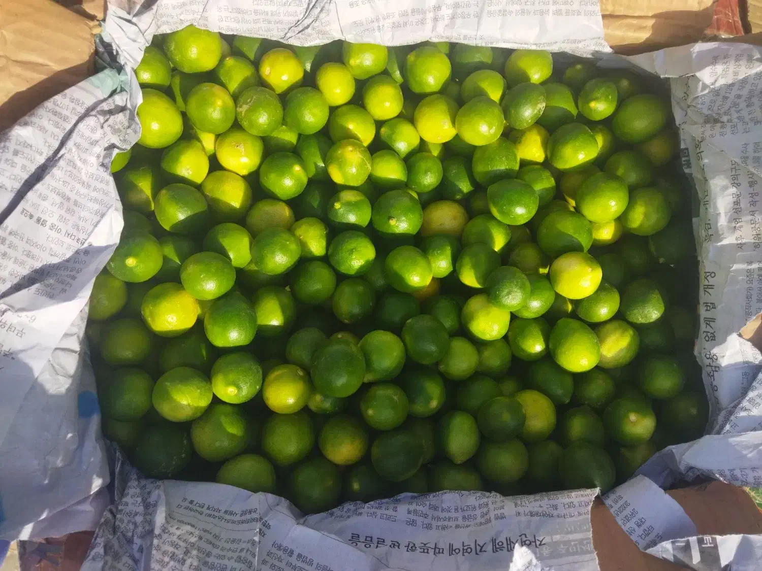 لیموترش درجه یم|عمده‌فروشی|شیراز, ترمینال باربری|دیوار