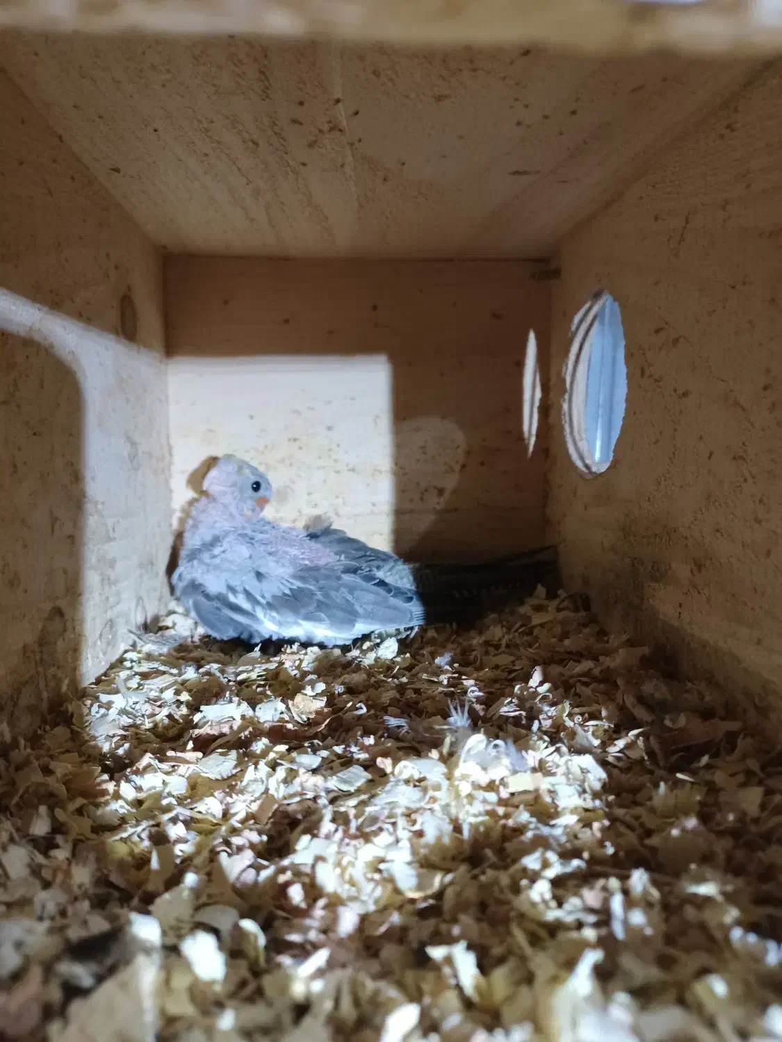 عروس هلندی|پرنده|آبپخش, |دیوار