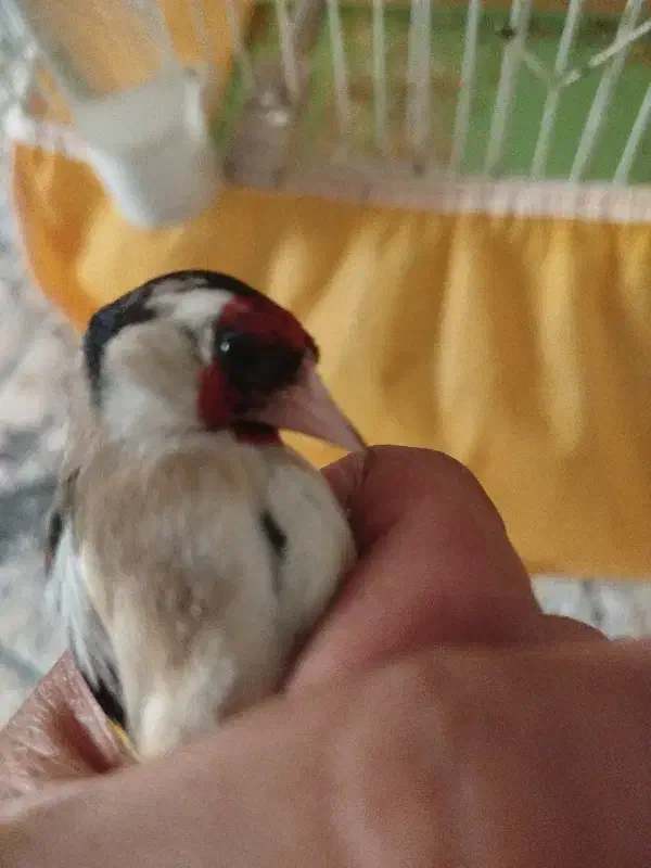 سره نر|پرنده|برخوار, |دیوار