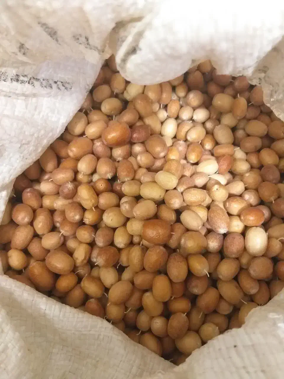 سنجد آسیابی|خوردنی و آشامیدنی|قم, بنیاد|دیوار