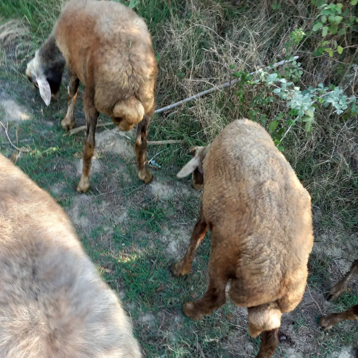 سلام نره بره  های تخمی برای داشتی  کبود|حیوانات مزرعه|رامیان, |دیوار