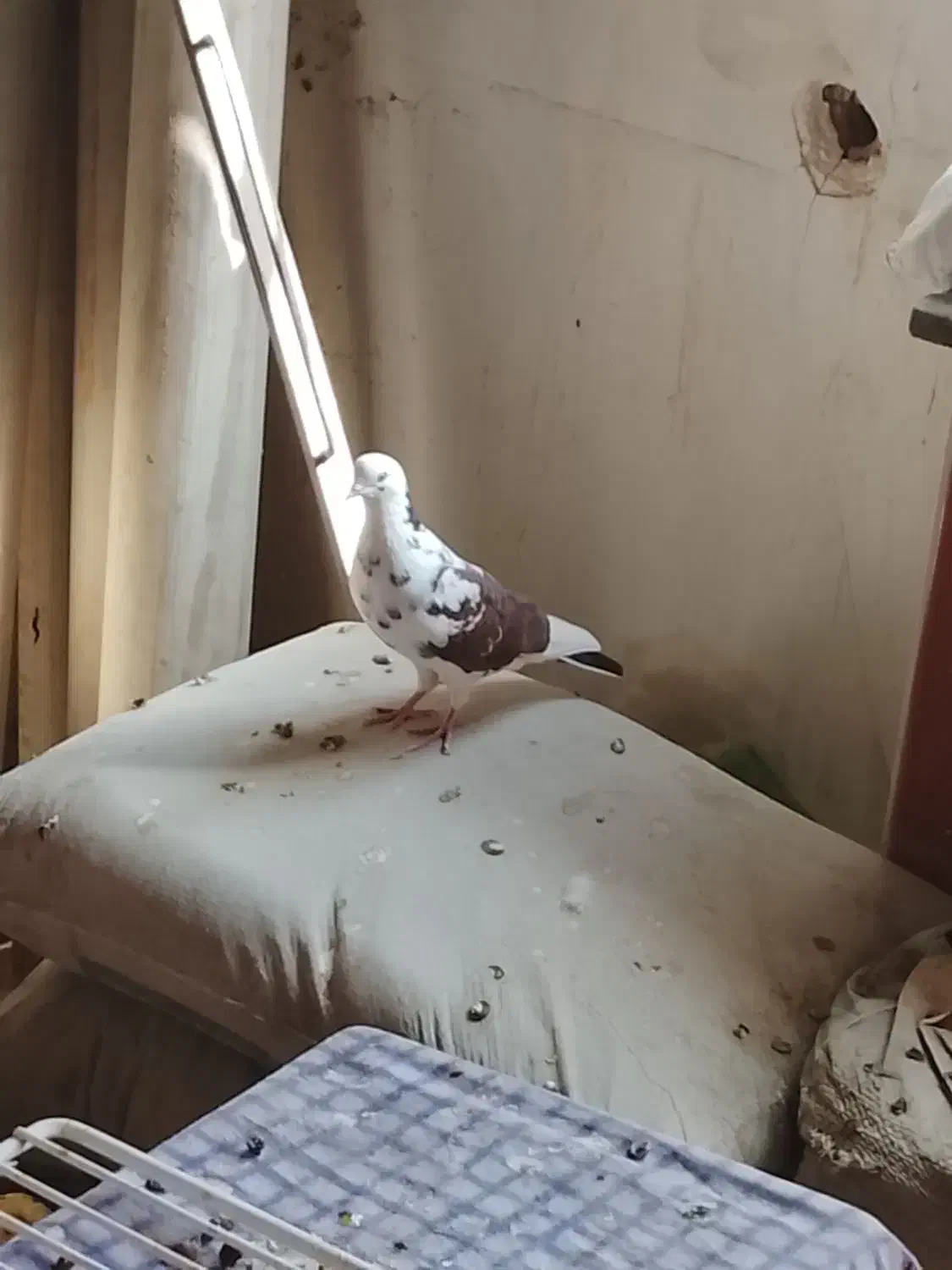 نره قم کار|پرنده|شازند, |دیوار