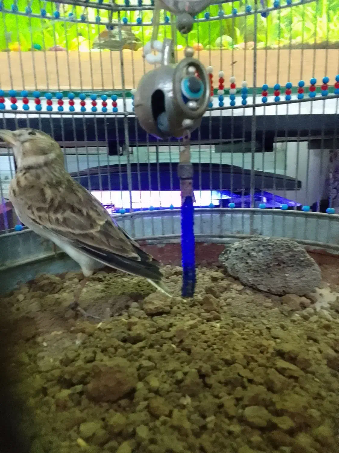 سهره خاکی|پرنده|اسالم, |دیوار