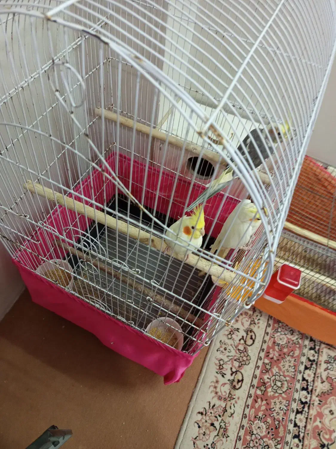 عروس هلندی لوتینوفکر کنم همشون نر|پرنده|اردبیل, |دیوار