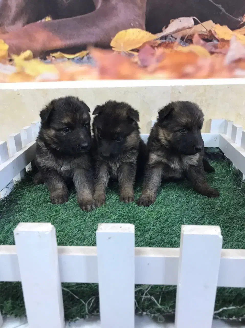 ژرمن شپرد شولاین|سگ|اردبیل, |دیوار