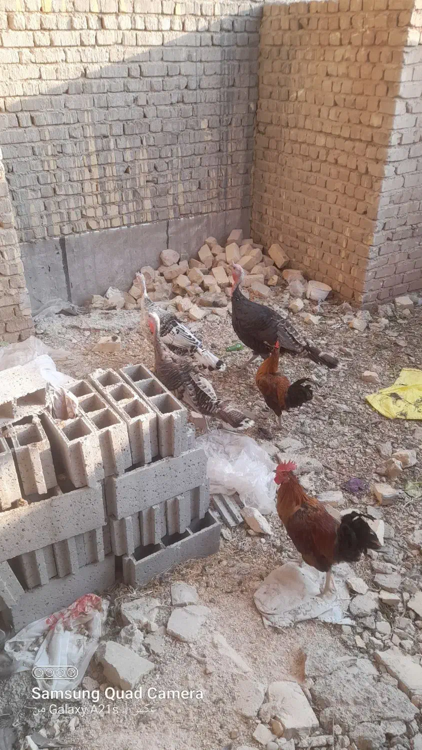 بوقلمون نر و ماده محلی و خروس محلی|حیوانات مزرعه|شیراز, ماه فیروزان|دیوار