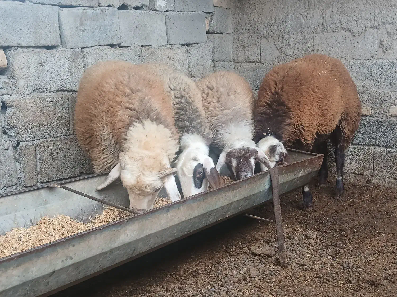 چهار راس بره ۲تا ماده ۲تا نر|حیوانات مزرعه|آق قلا, |دیوار