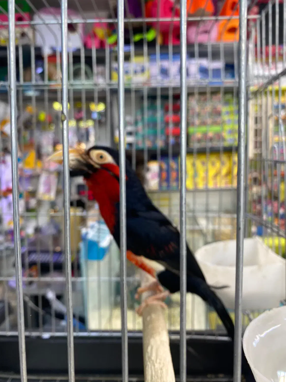 طوطی باربت ریش دار|پرنده|تهران, مجیدآباد|دیوار