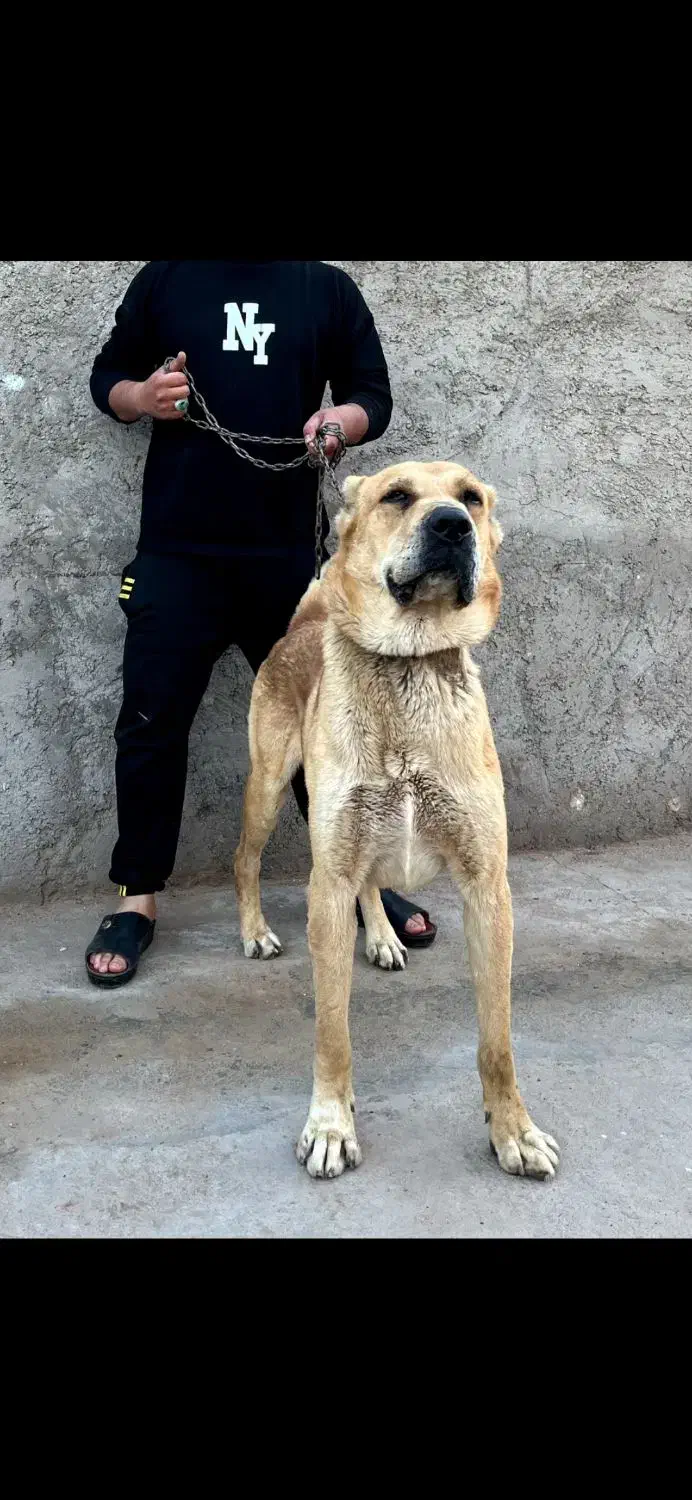 واگذاری سگ افغان|سگ|راور, |دیوار