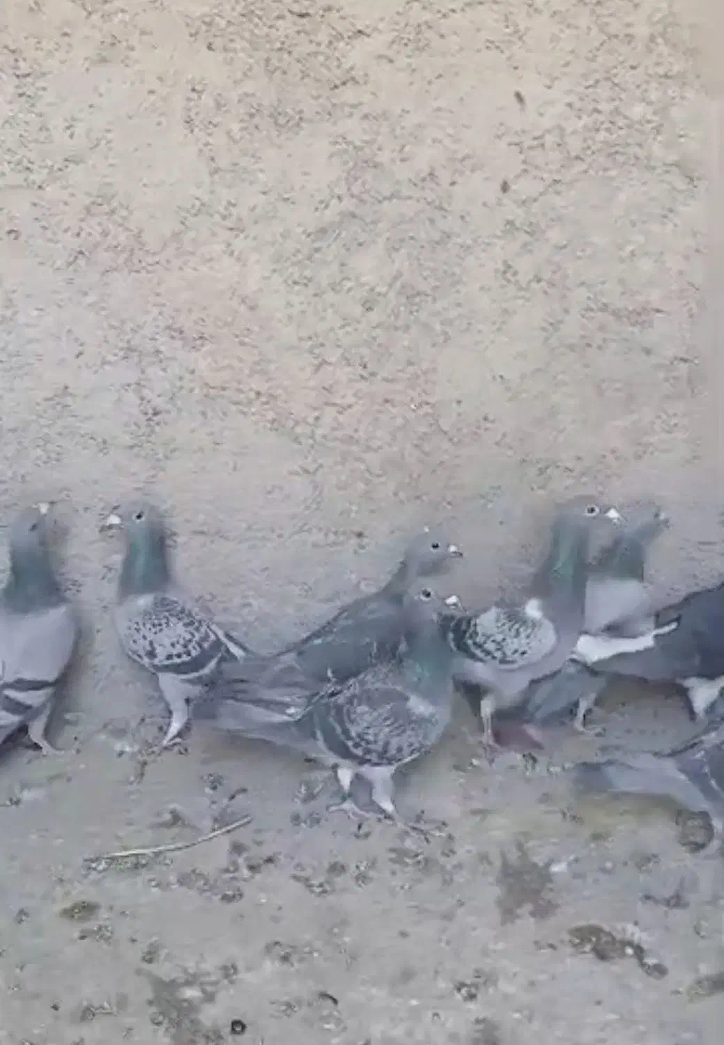 کبوتر پلاکی|پرنده|مشهد, آزادشهر|دیوار