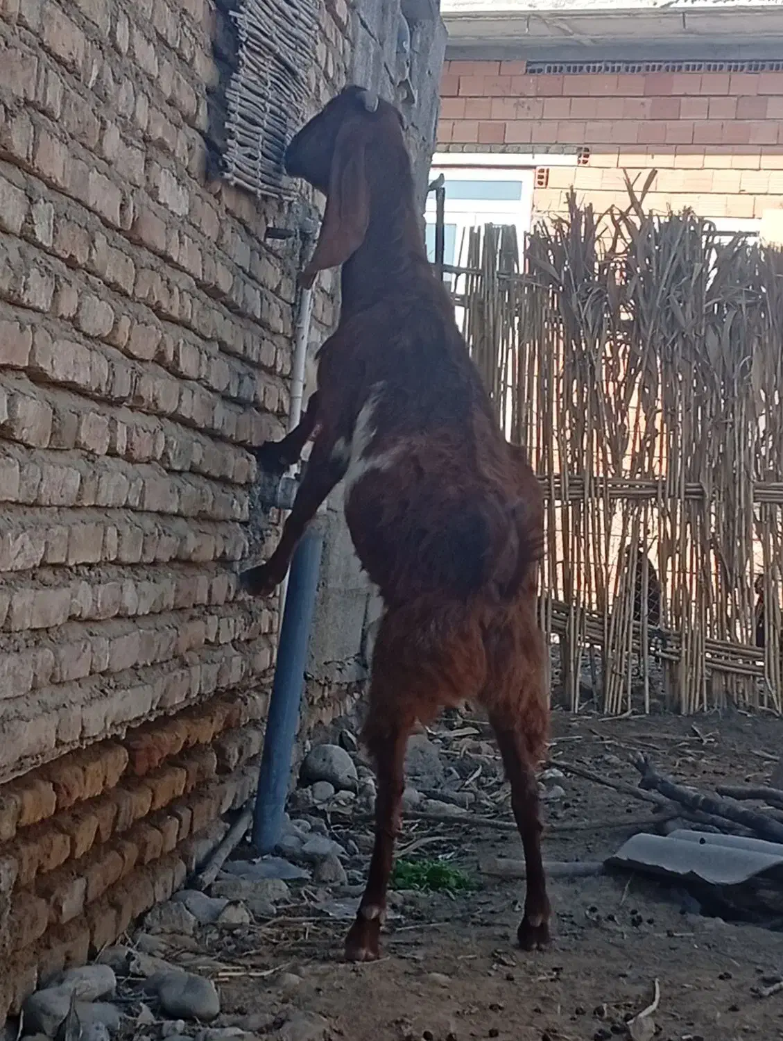 سه راس بز پاکستانی آبستن سنوشده با دوراس بزغاله|حیوانات مزرعه|سیمین شهر, |دیوار