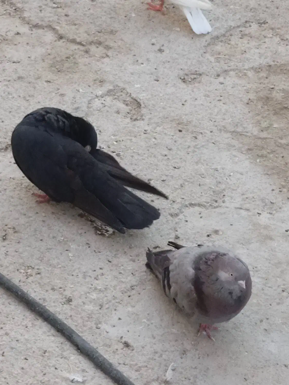 کبوتر سیاه و سبز بلند و کمیاب|پرنده|سعدآباد, |دیوار