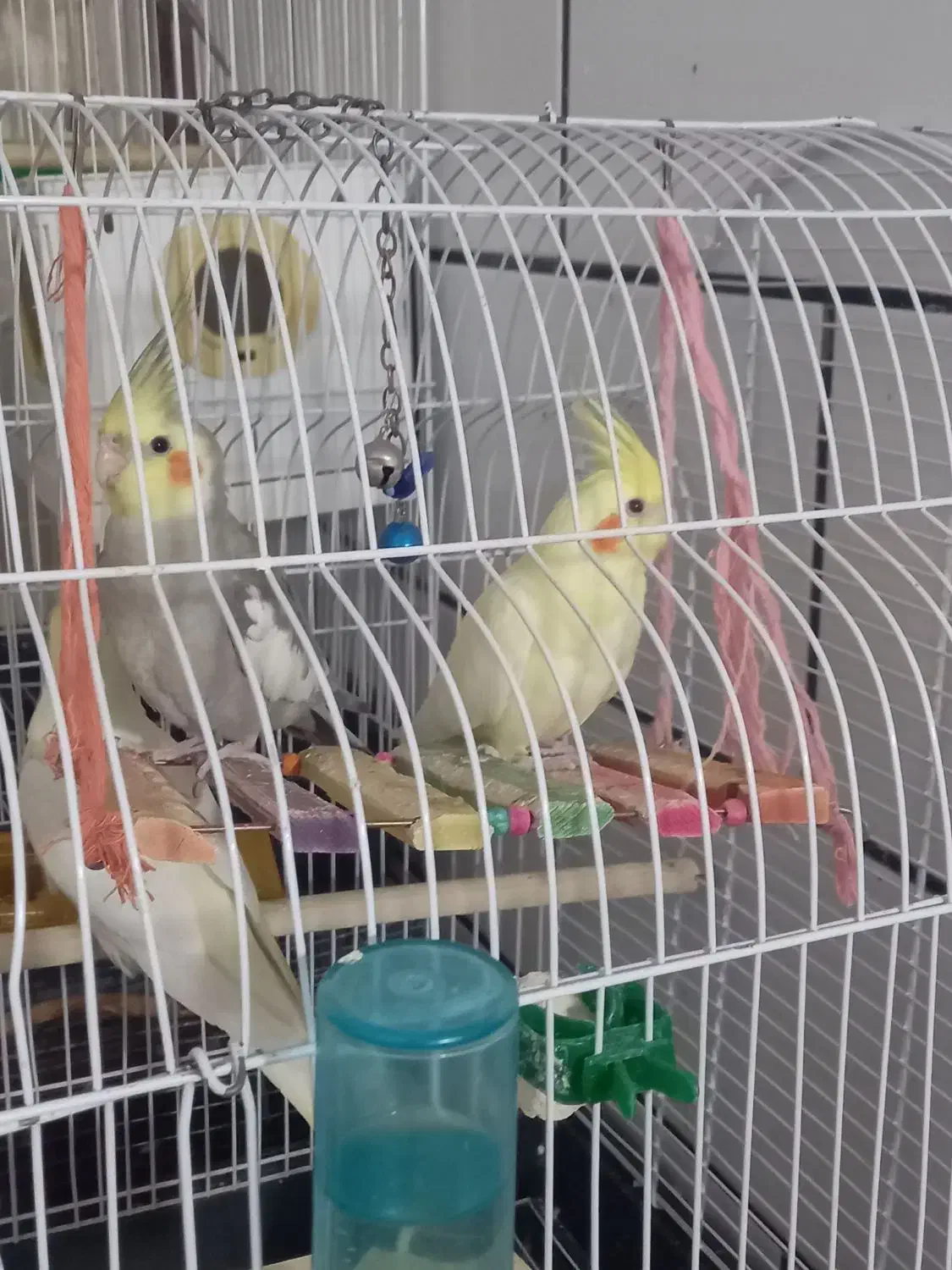 باسلامجوجهعروسهلندیرامدستیلوتینوخاکستری|پرنده|جیرفت, |دیوار