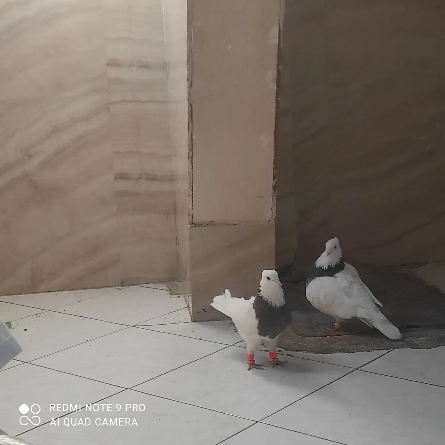 طوقی ۷ رنگ|پرنده|چهاربرج, |دیوار