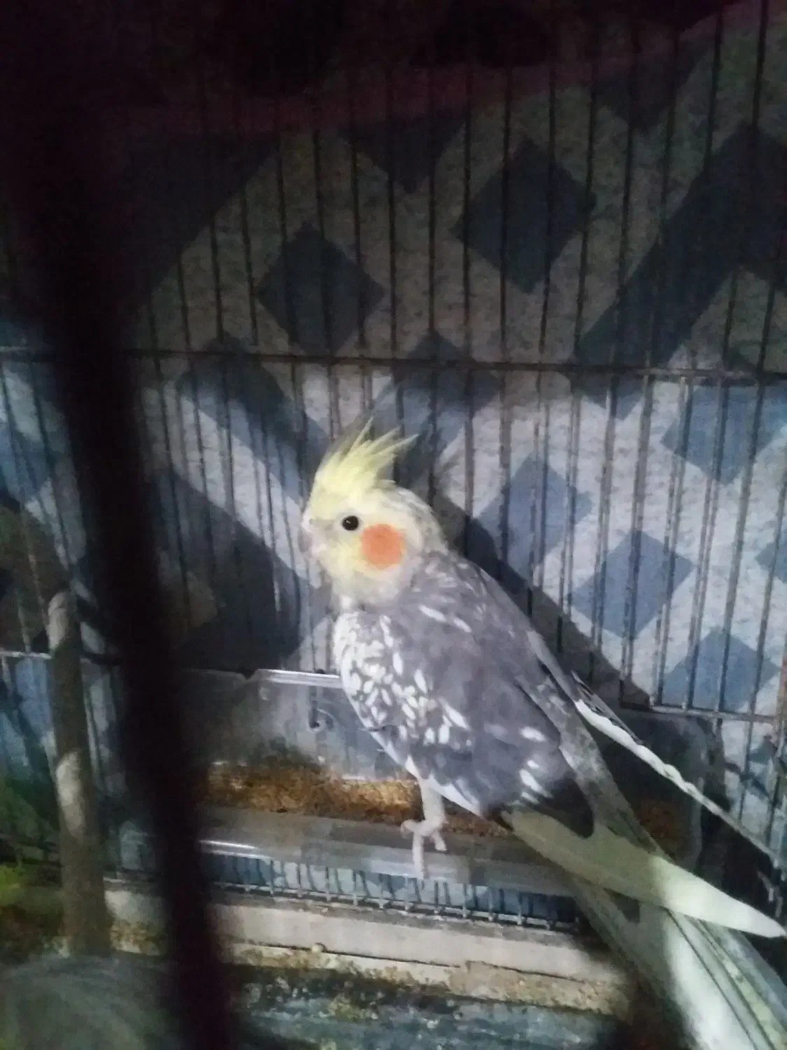 عروس هلندی زیبا|پرنده|تربت‌حیدریه, شهرک ولیعصر|دیوار