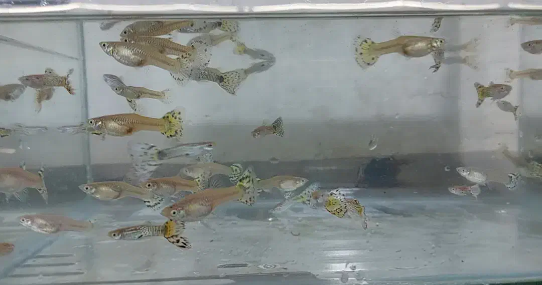 فروش ماهی گوپی به قیمت عمده|ماهی|نجفآباد, فردوسی|دیوار