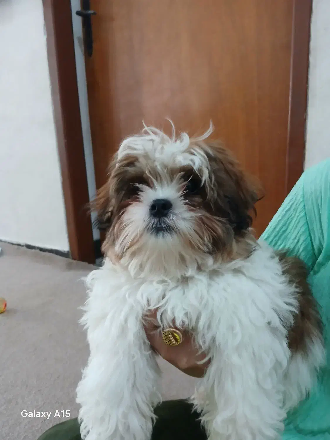 توله سگ شیتزو|سگ|برازجان, |دیوار