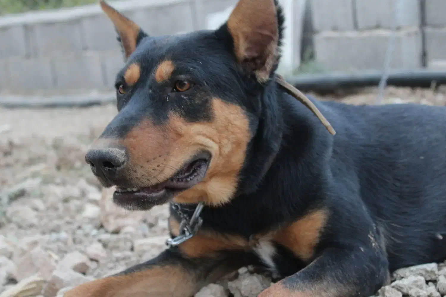 دوبرمن یکونیم ساله ماده|سگ|سیدان, |دیوار