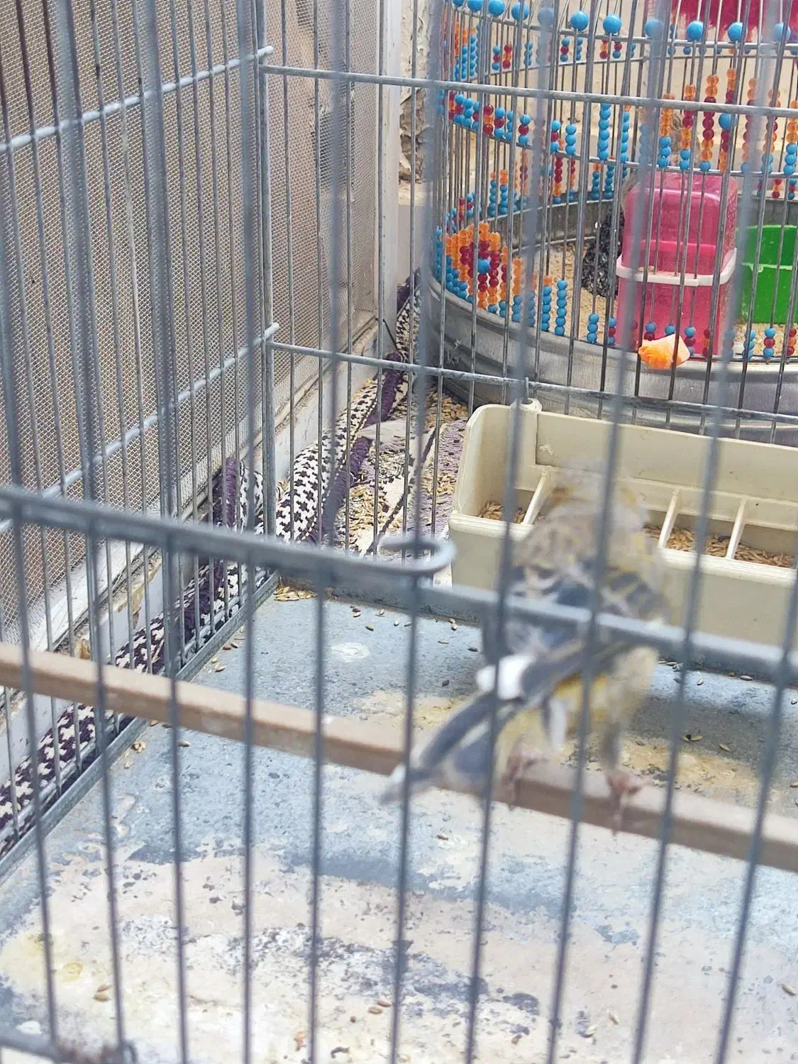 عروس هلندی|پرنده|پرند, فاز ۵|دیوار