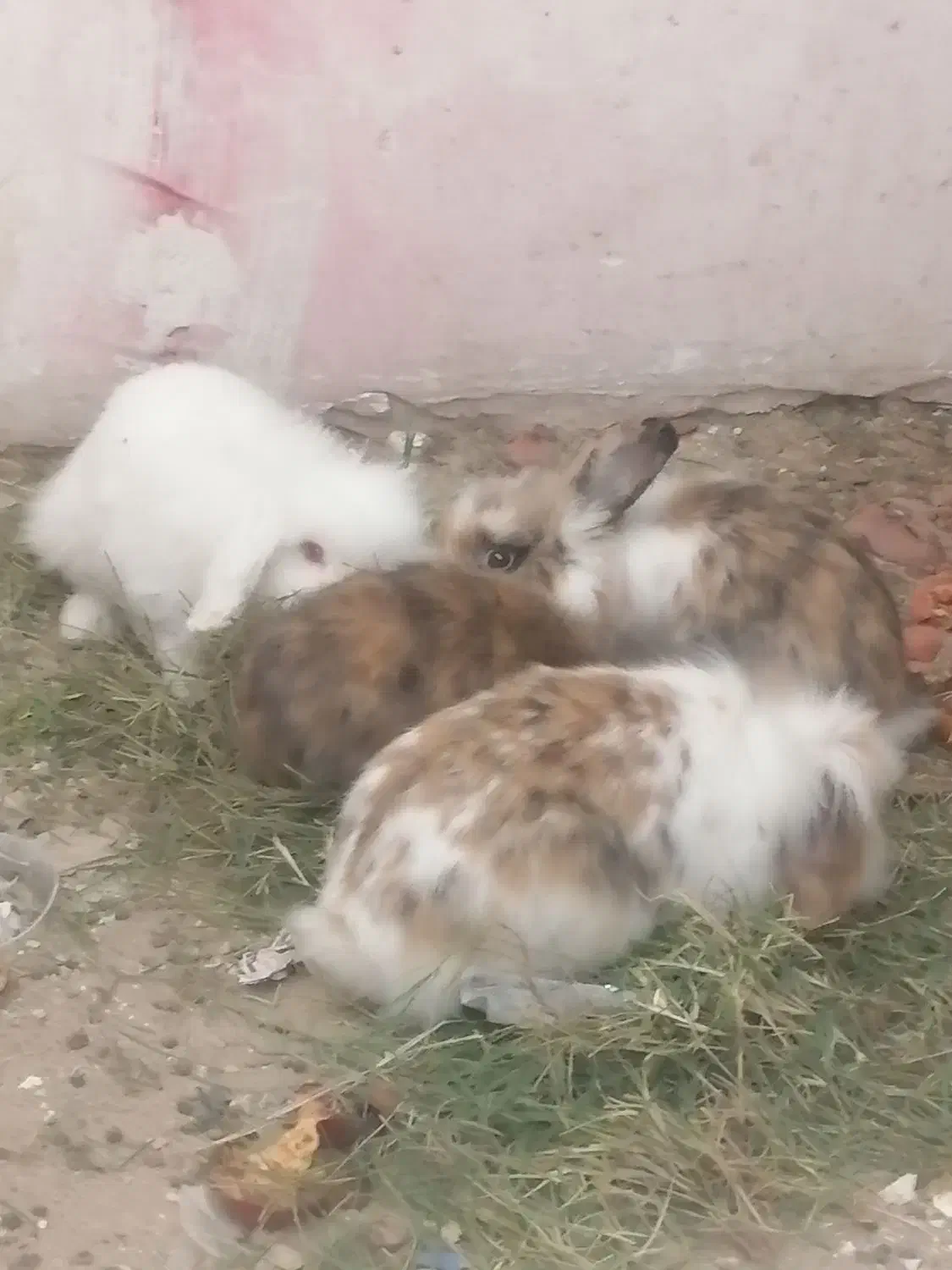 خرگوش لوپ مینیاتوری فرانسوی وانگلیسی|موش و خرگوش|تایباد, |دیوار