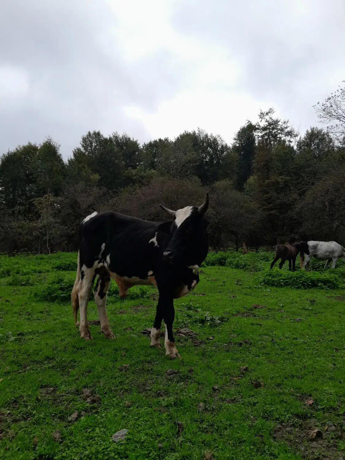 گاو دورگ محلی|حیوانات مزرعه|امامزاده عبدالله, |دیوار