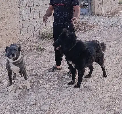 توله سگ دو رگ افغان|سگ|ماهدشت, |دیوار