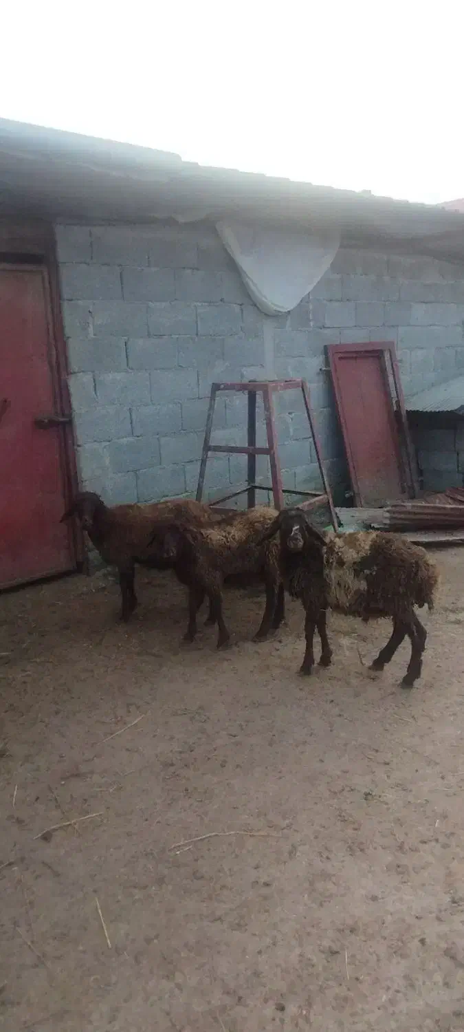 3بره غزل افشار دوتا نر یکی ماده|حیوانات مزرعه|شاندرمن, |دیوار