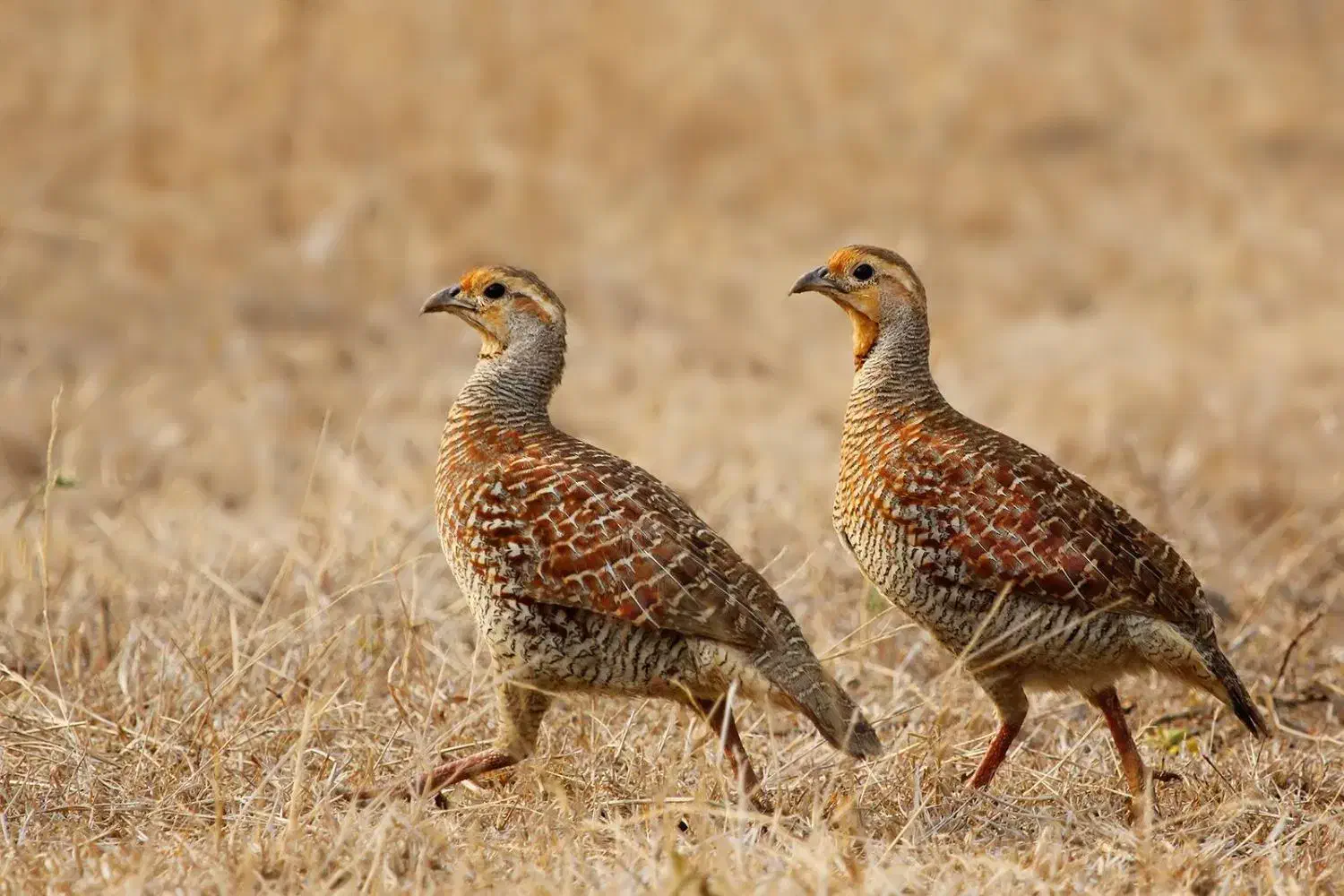 بلدرچین محلی|حیوانات مزرعه|مهرستان, |دیوار