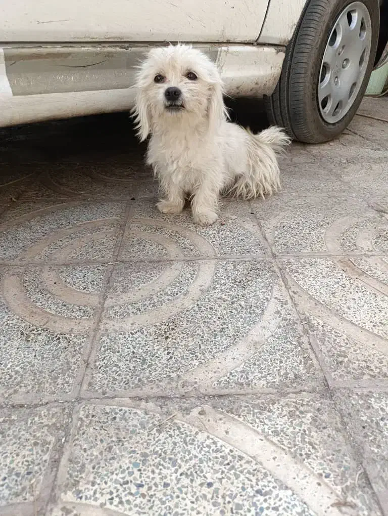 سگ شیتزو ماده|سگ|بم, |دیوار