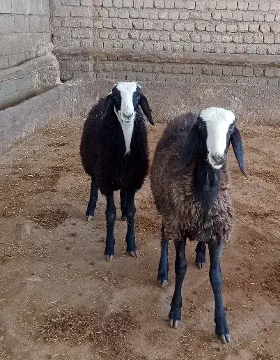 بره قوچ شال درجه یک|حیوانات مزرعه|کوهنانی, |دیوار
