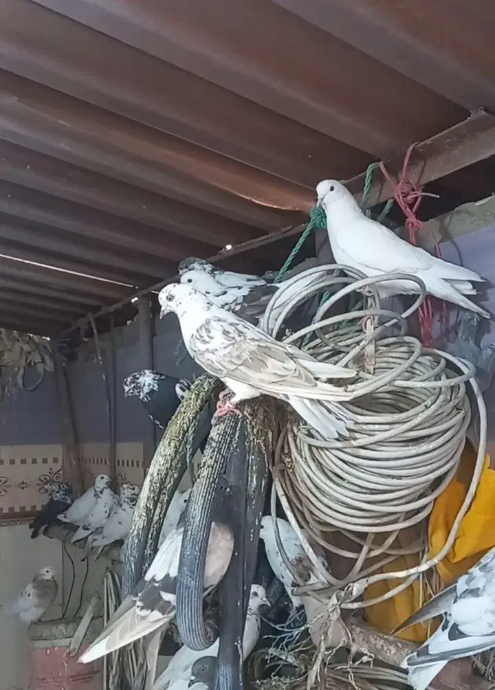 کبوتر کفتر|پرنده|محمدشهر, ولدآباد|دیوار