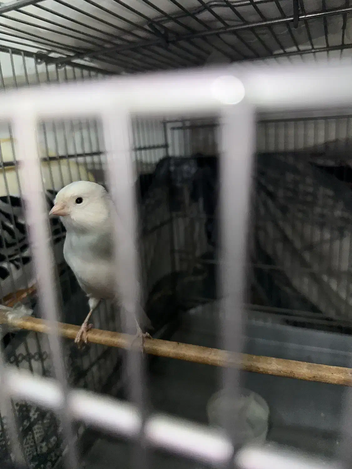 قناری نر و ماده|پرنده|تهران, پیکان شهر|دیوار