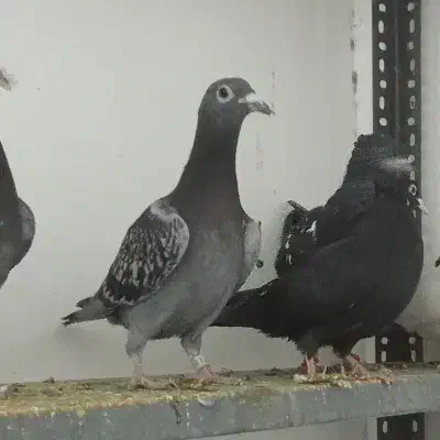 آلمانی|پرنده|تربت جام, مسکن مهر|دیوار