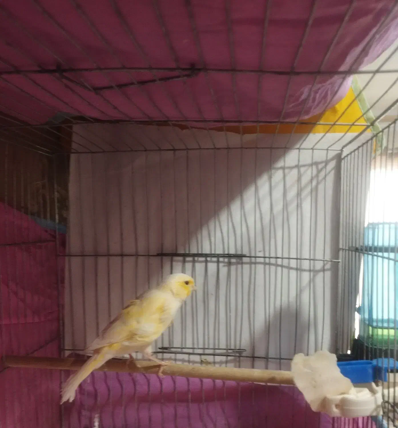 قناری ماده|پرنده|چهارباغ, |دیوار