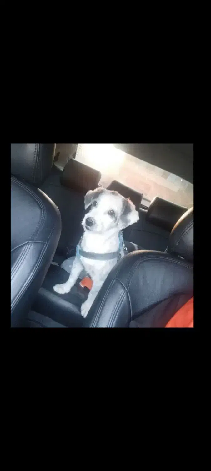 سگ گم شده|حیوانات|صدرا-فارس, فاز ۱|دیوار