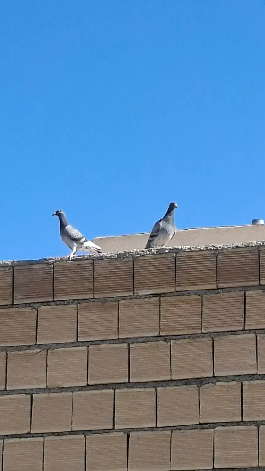 گمشده|حیوانات|خمینی‌شهر, |دیوار