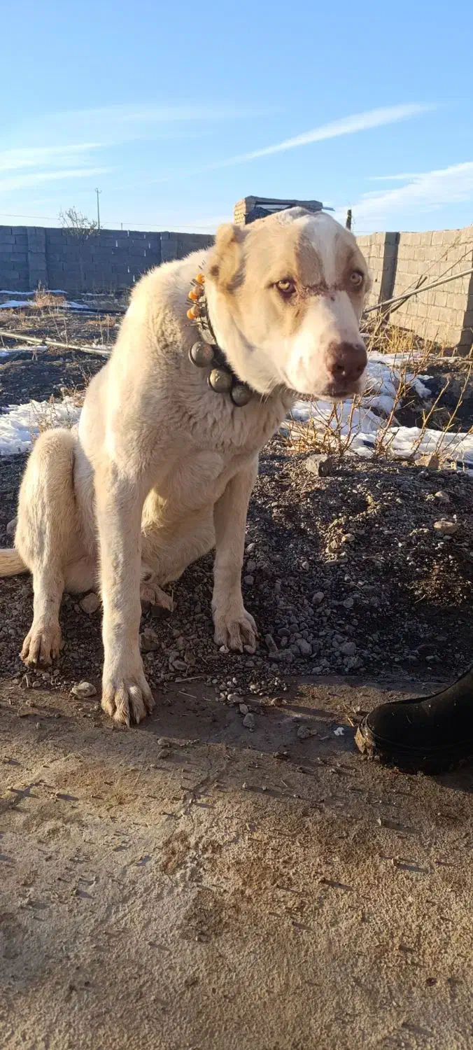 سگ گله|سگ|قلندر آباد, |دیوار