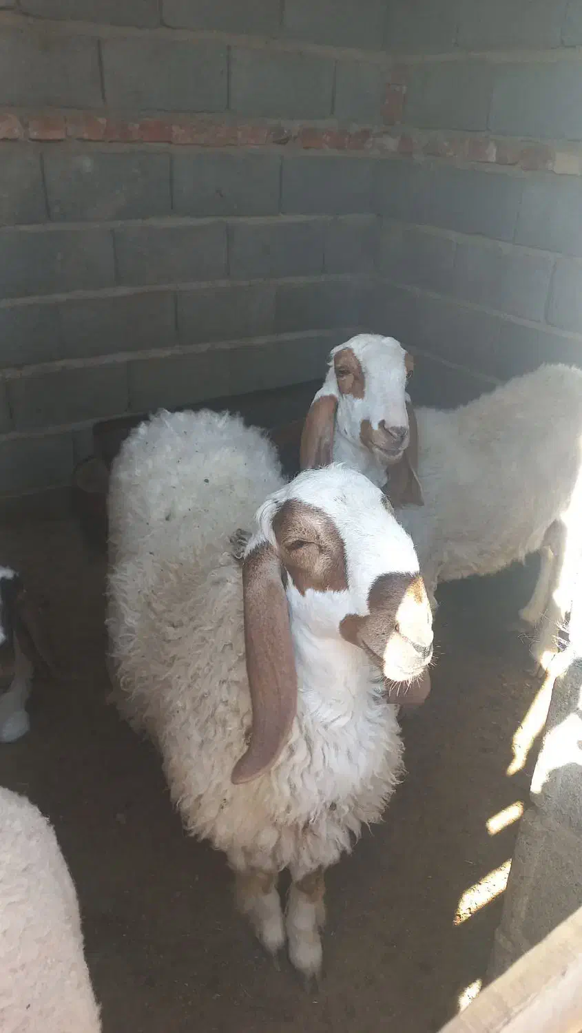 گوسفند مری اصل|حیوانات مزرعه|زاهدان, |دیوار