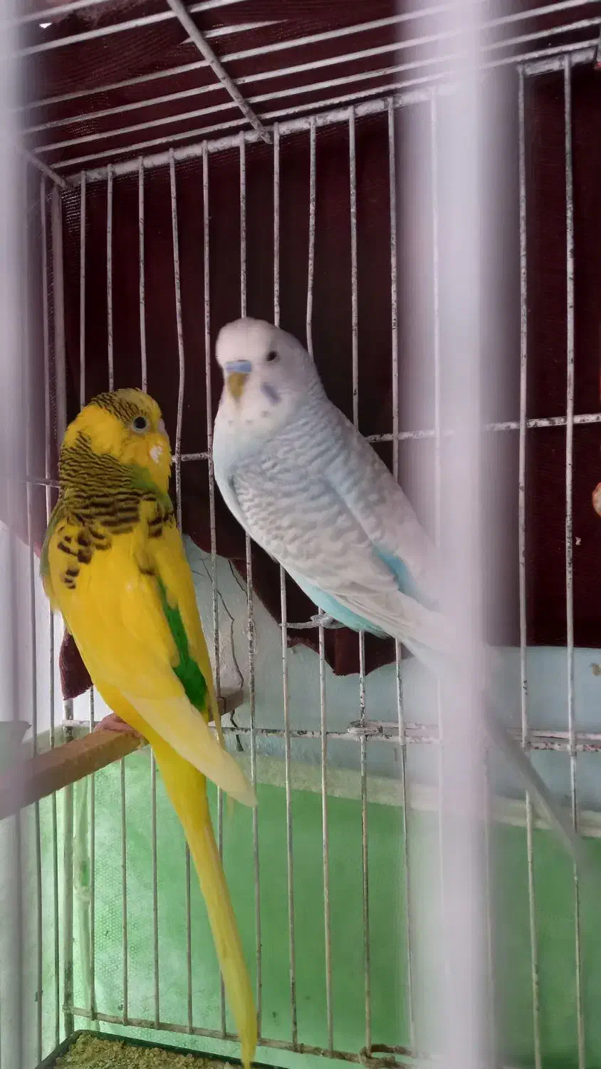 مرغ عشق|پرنده|قائن, |دیوار