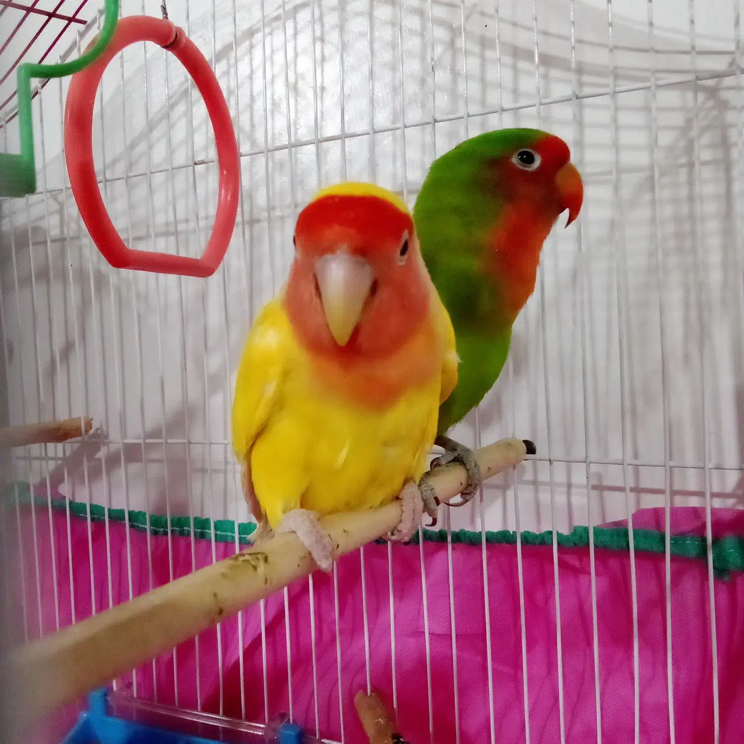 طوطی برزیلی رام|پرنده|مریوان, |دیوار