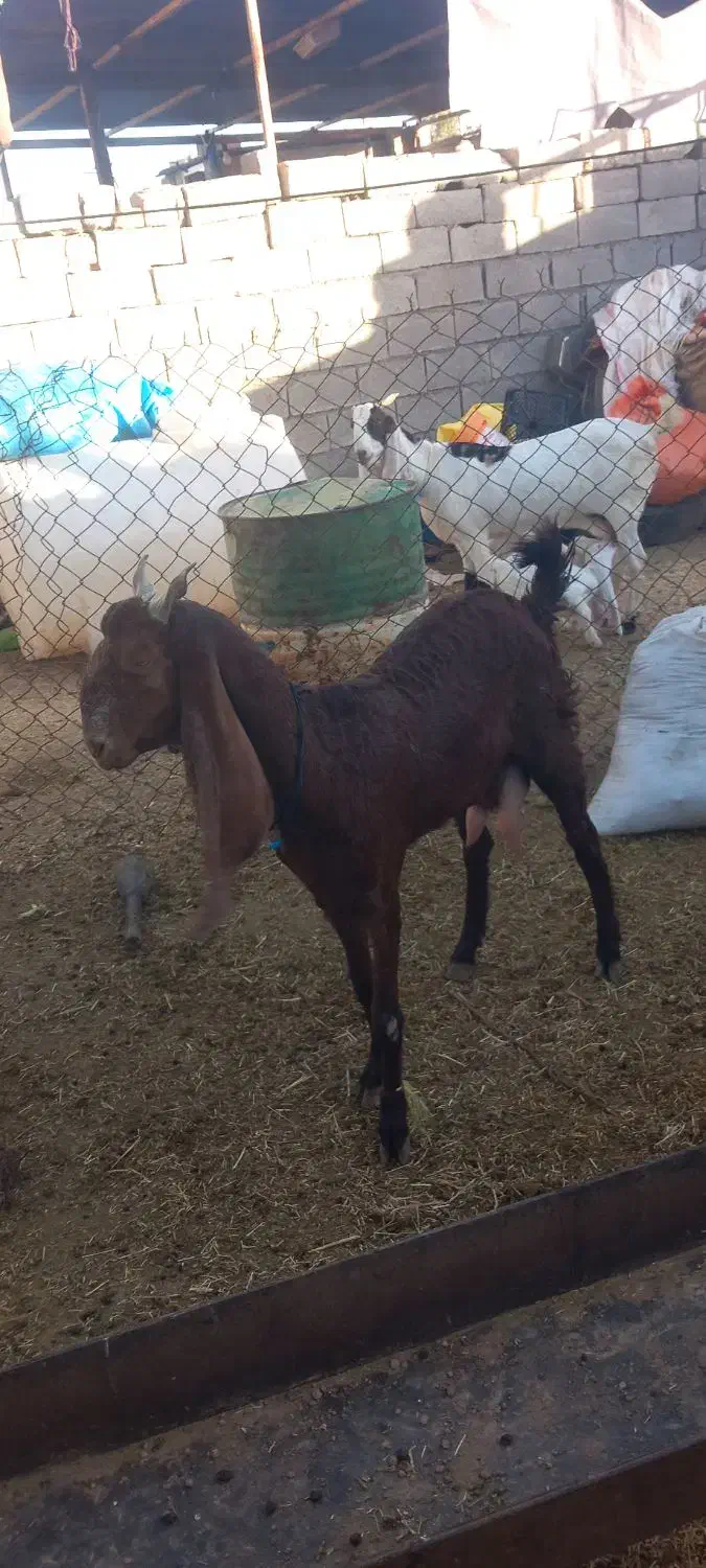 بز گلابی|حیوانات مزرعه|دزفول, |دیوار