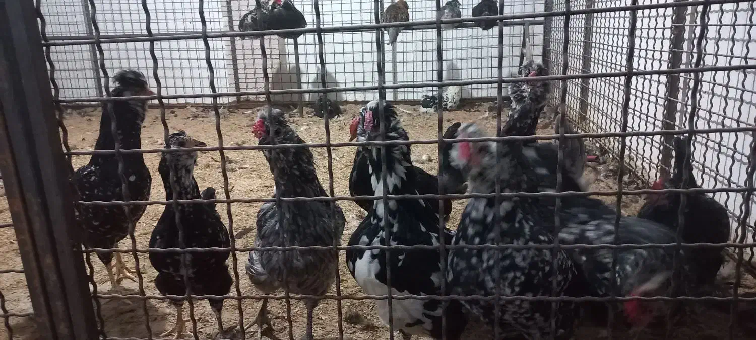 مرغ و خروس محلی و گلین|حیوانات مزرعه|کرج, کیانمهر|دیوار