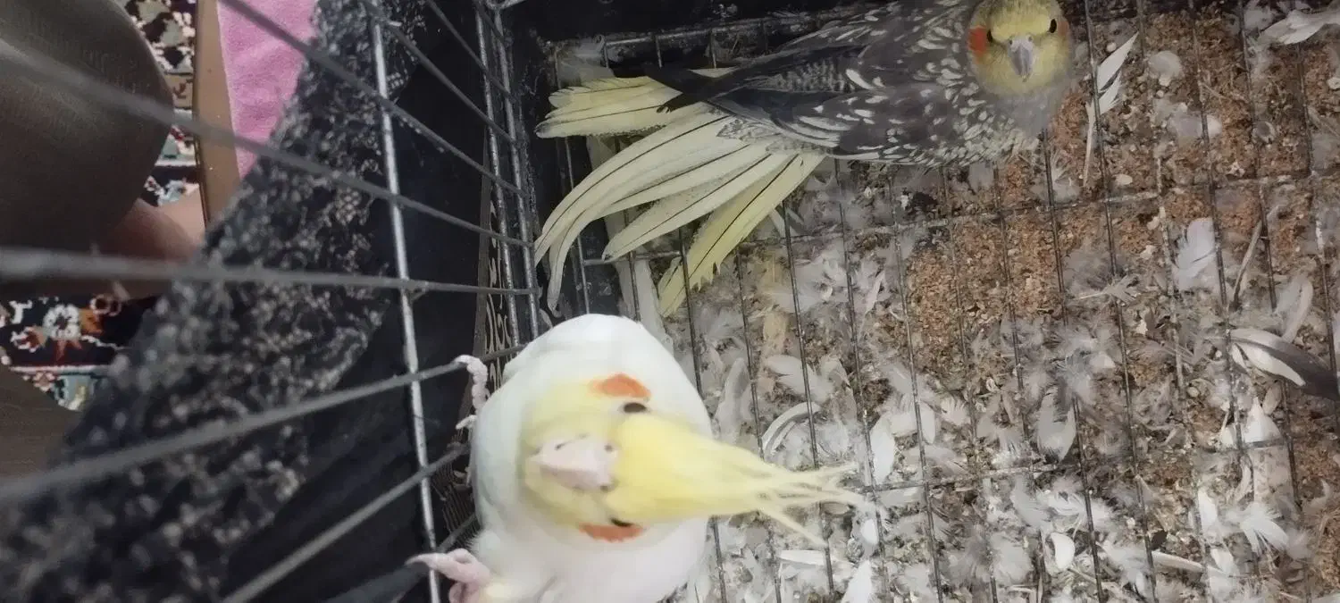 طوطی|پرنده|جلگه شوقان, |دیوار