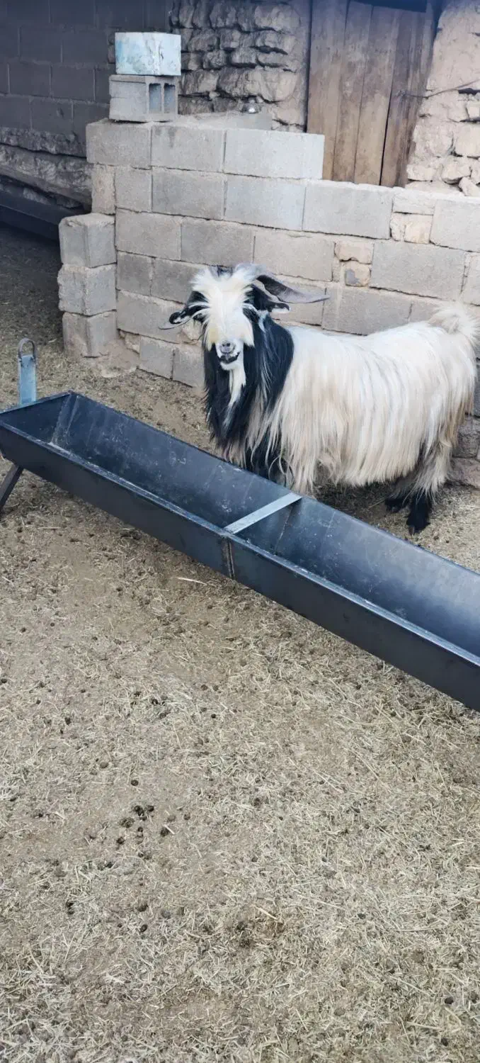 شیراز. کامفیروز|حیوانات مزرعه|کامفیروز, |دیوار