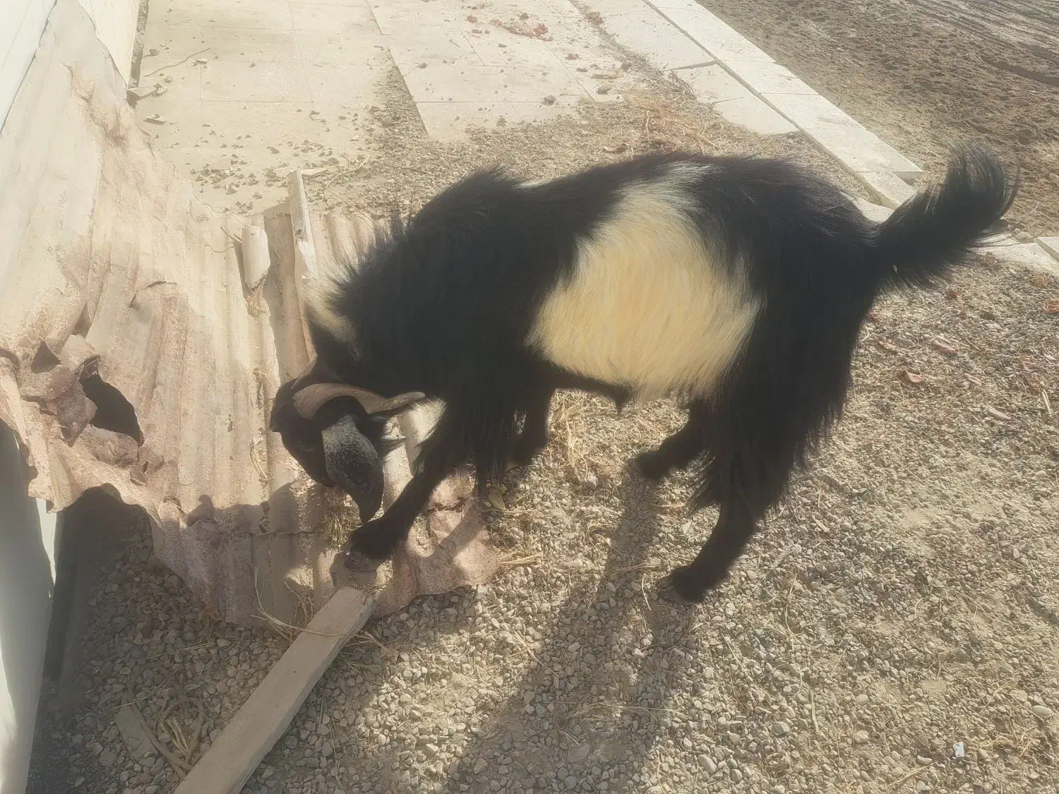 نری چاق|حیوانات مزرعه|بندرعباس, |دیوار