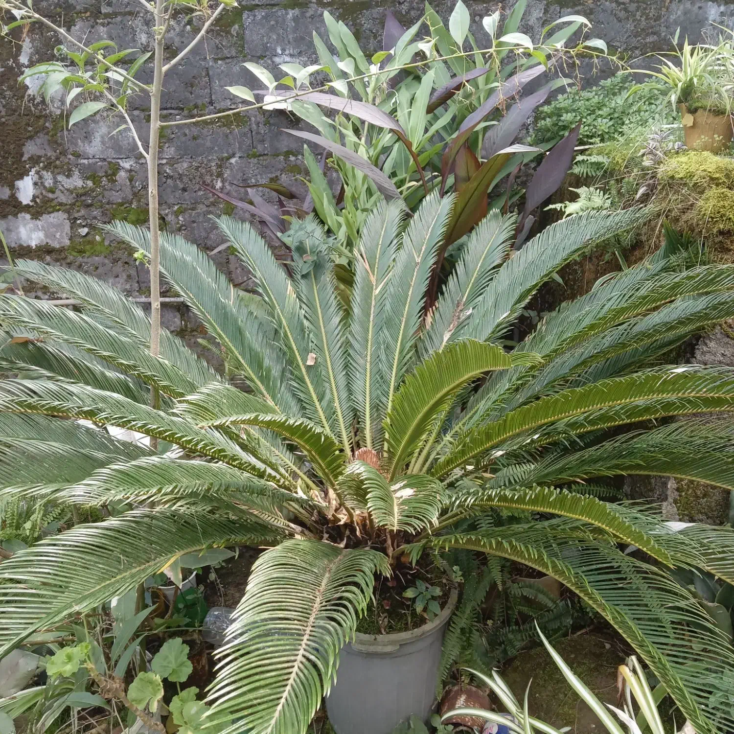 گل و گیاه|گل و گیاه طبیعی|خمام, |دیوار