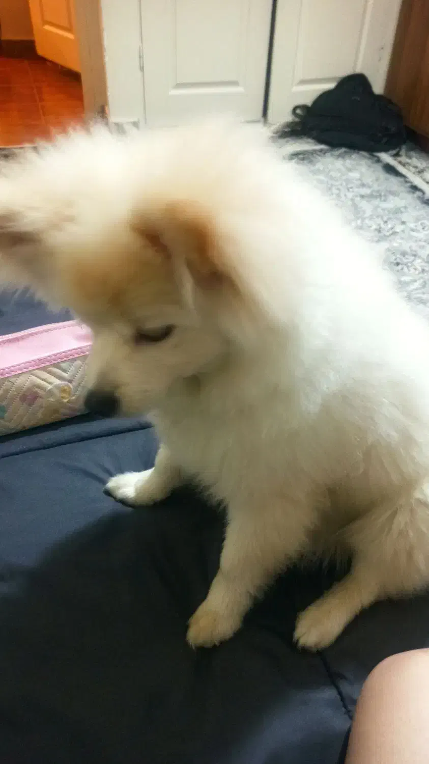 سگ پامر 6 ماهه|سگ|تهران, نیکنام|دیوار