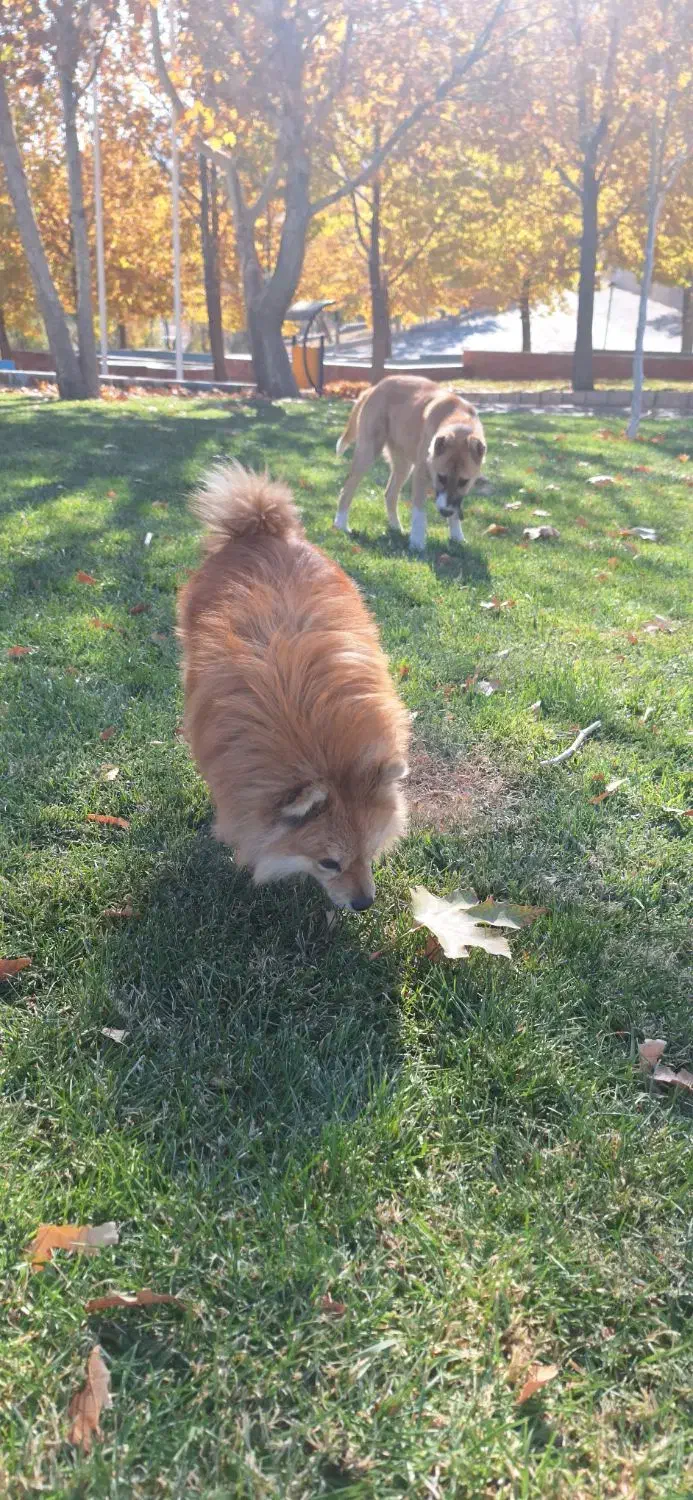 سگ پامر و خراسانی|سگ|پاکدشت, پاکدشت (مامازند)|دیوار