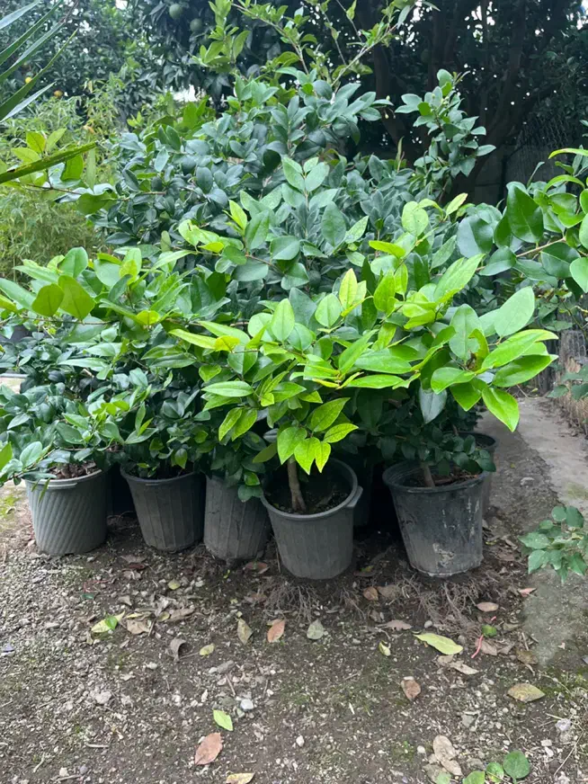 تعدادی گل بیرونی گلدانی ریشه دار سالم قیمت مناسب|گل و گیاه طبیعی|رامسر, |دیوار